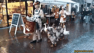Ducks on parade